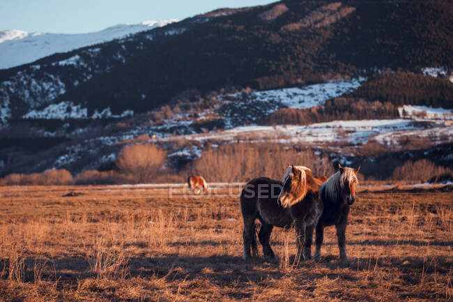 Vista laterale di bellissimi cavalli che pascolano sul prato tra le montagne al tramonto a Cerdanya, Francia — Foto stock