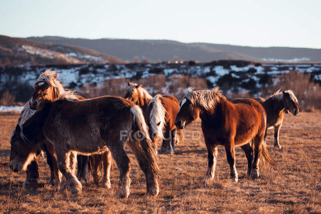 Side view of beautiful horses pasturing on meadow between mountains at sunset in Cerdanya, France — Stock Photo