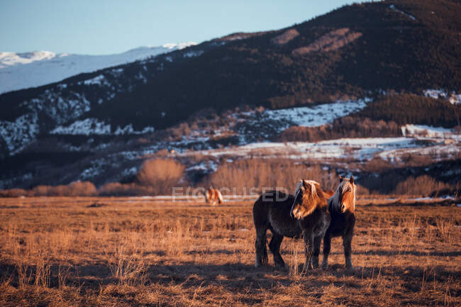 Side view of beautiful horses pasturing on meadow between mountains at sunset in Cerdanya, France — Stock Photo