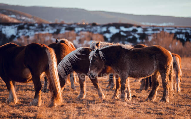 Vue latérale de beaux chevaux pâturant sur la prairie entre les montagnes au coucher du soleil à Cerdanya, France — Photo de stock
