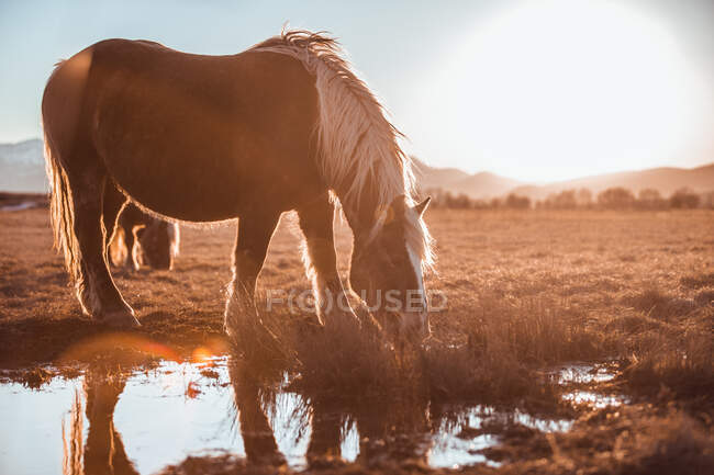Seitenansicht schöner Pferde auf der Weide in der Nähe von Wasserpfützen zwischen Hügeln an sonnigen Tagen in Cerdanya, Frankreich — Stockfoto
