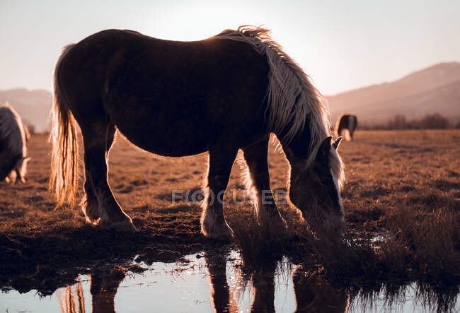 Vista lateral de belos cavalos pastando no prado perto da poça de água entre colinas em dia ensolarado em Cerdanya, França — Fotografia de Stock
