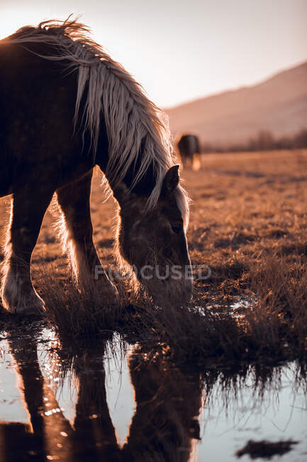 Vista lateral de hermosos caballos pastando en el prado cerca del charco de agua entre colinas en el día soleado en Cerdanya, Francia - foto de stock