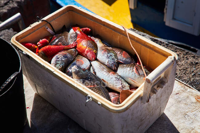 Boîte remplie de poissons fraîchement pêchés colorés sur le bateau à la lumière du soleil, les îles Canaries — Photo de stock