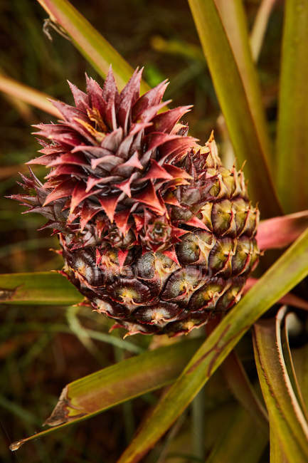 Close-up of tropical green bush with ripening pineapple on plantation — Stock Photo