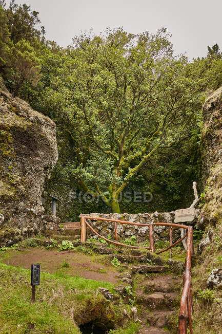 Caminho estreito vazio com degraus no chão entre velhas rochas musgosas no vale tropical verde das Ilhas Canárias — Fotografia de Stock