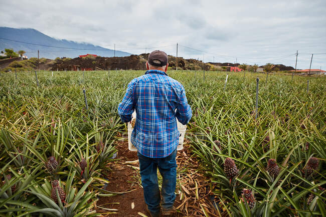 Rückansicht eines Mannes, der Container trägt, während er zwischen Ananasbüschen auf einer Plantage auf den Kanarischen Inseln spaziert — Stockfoto