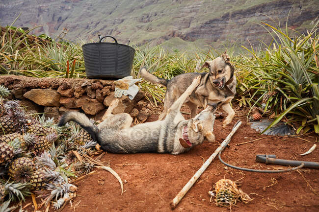 Dois cães em jogo e luta em terra de terras agrícolas tropicais com abacaxis crescentes, Ilhas Canárias — Fotografia de Stock