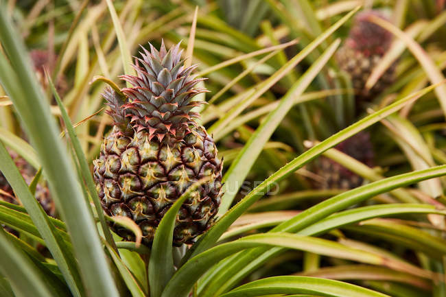 Nahaufnahme eines tropischen grünen Busches mit reifender Ananas auf einer Plantage — Stockfoto