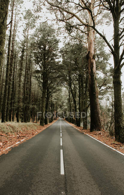 Camino de asfalto en la intromisión de un bosque - foto de stock