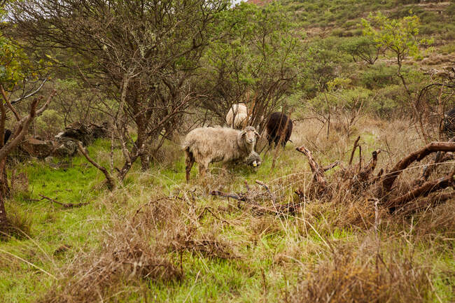 Große Herde von Hausschafen mit Babys, die auf der grünen Wiese auf den Kanarischen Inseln grasen — Stockfoto