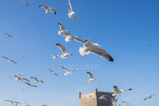 De baixo de um bando de gaivotas brancas voando no céu azul sem nuvens em Essaouira, Marrocos — Fotografia de Stock