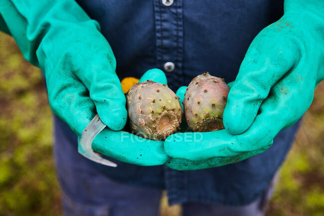 Manos de hombre de las cosechas con guantes que muestran fruta de pera espinosa, Islas Canarias - foto de stock