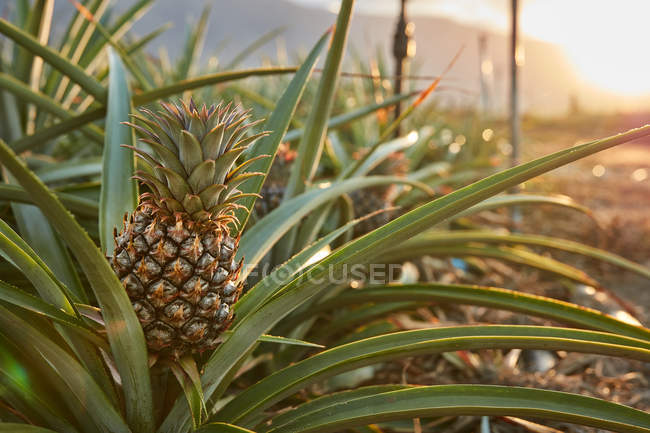 Tropical green bushes with ripening pineapple on plantation at sunset — Stock Photo