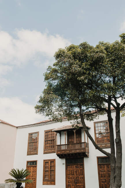 Bois vert élevé poussant près de vieux bâtiments avec belle façade et ciel bleu — Photo de stock