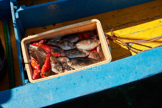Згори коробки, наповненої барвистою щойно виловленою рибою на човні на сонці, на канарських островах. — стокове фото