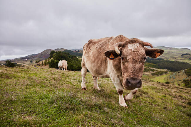 Вид на корову, що пасеться на зеленій луці чудового гірського поля проти хмарного неба, Канарські острови. — стокове фото