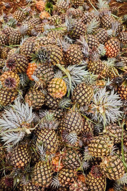 Von oben ein großer Haufen gerade geernteter und reifer Ananas — Stockfoto