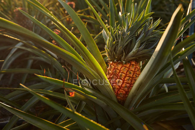 Close-up of tropical green bush with ripening pineapple on plantation — Stock Photo