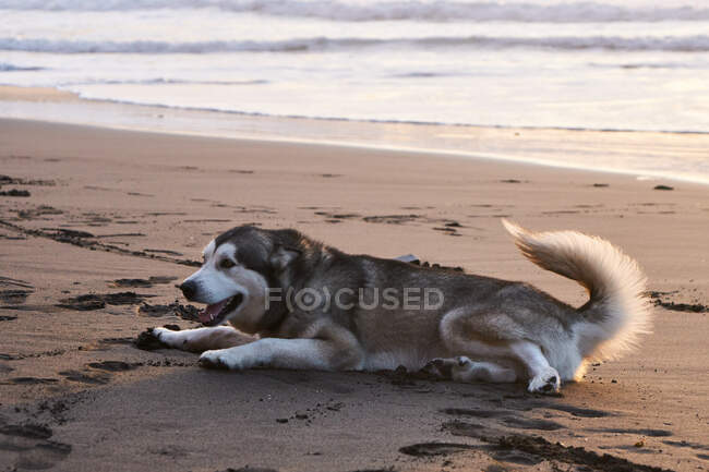 Милая игривая хаски собака лежит на мокром песчаном пляже моря в сумерках — стоковое фото