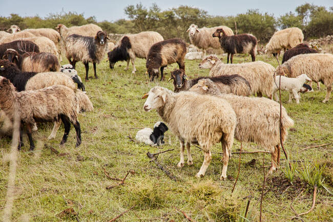 Gran manada de ovejas domésticas con bebés pastando en prado verde en el campo, Islas Canarias - foto de stock