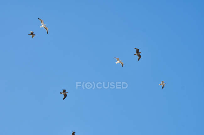 Unter dem wolkenlosen blauen Himmel in Essaouira, Marokko, fliegen weiße Möwen — Stockfoto
