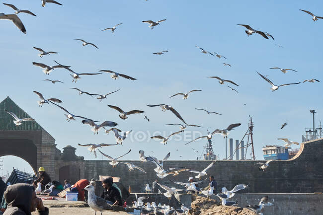 Essaouira, Morocco, 31 December 2017: Flock of sea gulls flying in the city at seaside — Stock Photo