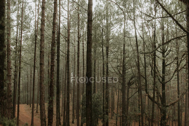 View to forest with tall tree trunks covered with moss — Stock Photo