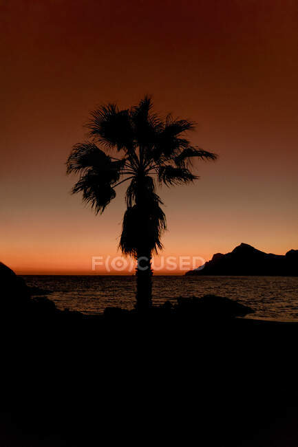 Silhouette of palm tree growing on sea coats in sunset lights — Stock Photo