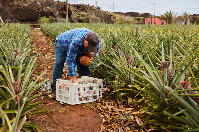 Uomo che lavora su terreni agricoli tropicali e raccoglie ananas maturi in contenitori di plastica, Isole Canarie — Foto stock