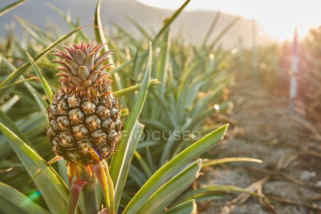 Tropical green bushes with ripening pineapple on plantation at sunset — Stock Photo
