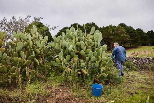 Erntehelfer schneiden Schale von süßen Früchten der Kaktusfeige ab, Kanarische Inseln — Stockfoto