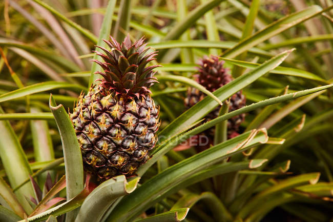Close-up of tropical green bushes with ripening pineapples on plantation — Stock Photo
