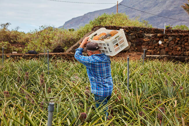 Обратный вид человека, несущего контейнеры на плечах во время прогулки среди ананасовых кустов на плантации, Канарские острова — стоковое фото