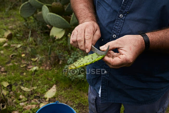 Crop man cutting off peel of sweet fruit of prickly pear, Canary Islands — Stock Photo