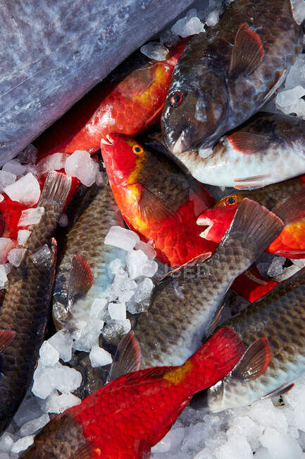 З льоду, що охолоджується, і свіжий улов маленької риби. — стокове фото