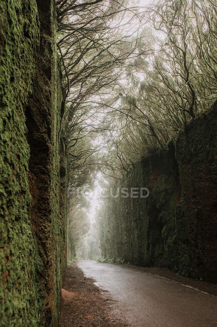 Passo a passo entre beco escuro de paredes altas e bosques — Fotografia de Stock