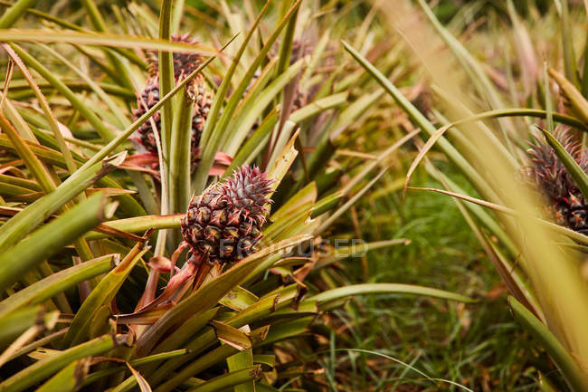 Тропические зеленые кусты с созревающими ананасами на плантации — стоковое фото