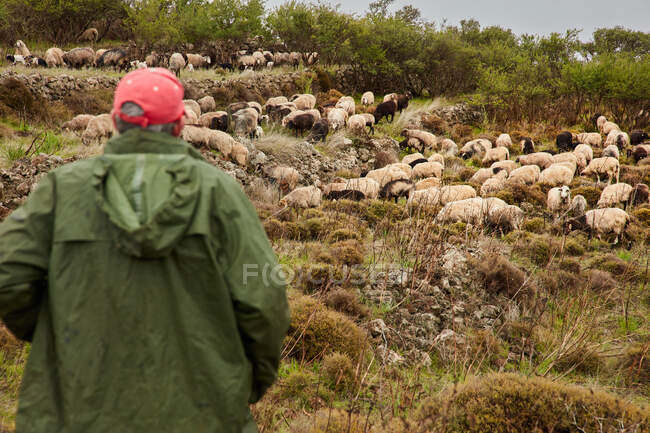 Vista posterior del hombre en impermeable y gorra de pie en la ladera verde con una gran manada de ovejas blancas y negras pastando, Islas Canarias - foto de stock