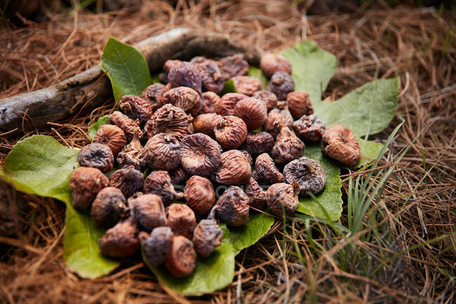 Крупним планом купа сушених плодів інжиру на зеленому листі на землі — стокове фото