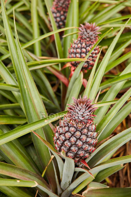 Close-up of tropical green bushes with ripening pineapples on plantation — Stock Photo