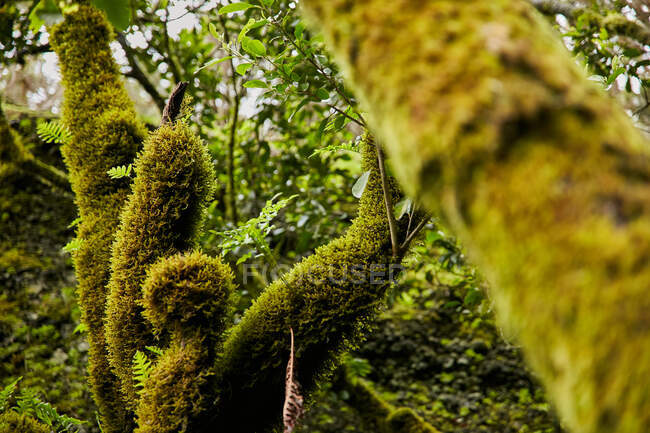 Landscape of beautiful green foliage and mossy trees in tropical forest, Canary Islands — Stock Photo