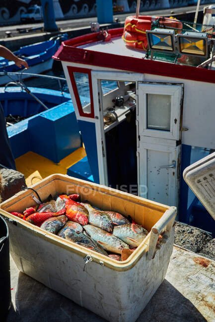 Коробка, наповнена барвистою щойно виловленою рибою на човні на сонці (канарські острови). — стокове фото