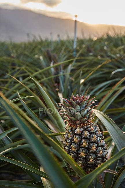 Cespugli tropicali verdi con ananas in maturazione in piantagione al tramonto — Foto stock