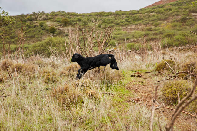 Bebé doméstico ovejas saltando en prado verde en el campo, Islas Canarias - foto de stock