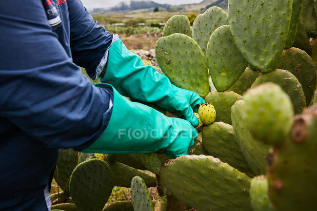 Trabalhador sem rosto em luvas cortando frutos maduros de cacto de pêra em plantação tropical, Ilhas Canárias — Fotografia de Stock