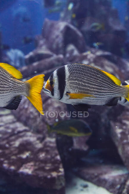 Exotic fish in aquarium — Stock Photo