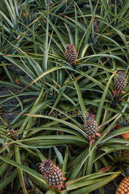 Тропічні зелені кущі з дозрілими ананасами на плантації — стокове фото