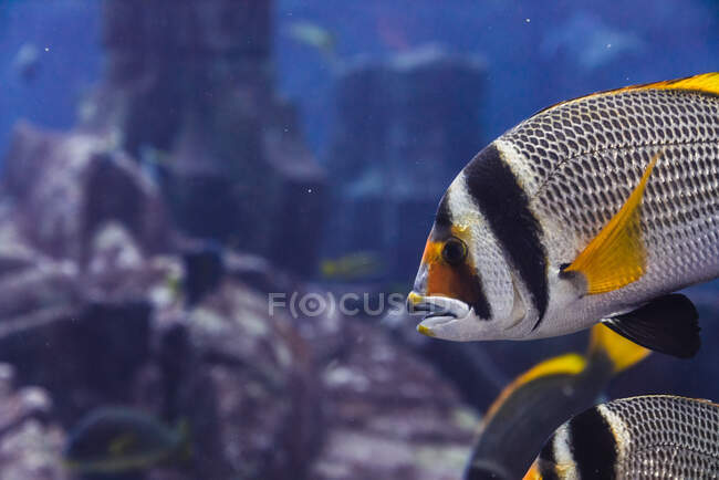 Nahaufnahme schöne tropische Fische schwimmen im transparenten Wasser des großen Aquariums in Dubai — Stockfoto