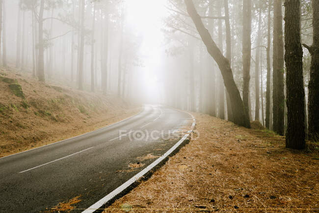 Camino de asfalto en bosque brumoso - foto de stock